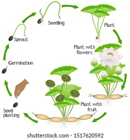 A growth cycle of lotus plant on a white background.