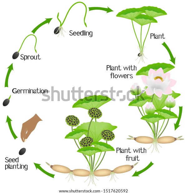 Growth Cycle Lotus Plant On White Stock Vector (Royalty