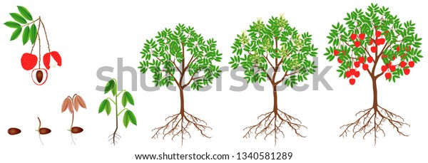 Growth Cycle Lychee Plant On White Stock Vector (Royalty Free ...