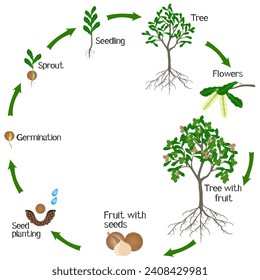 A growth cycle of macadamia tree on a white.