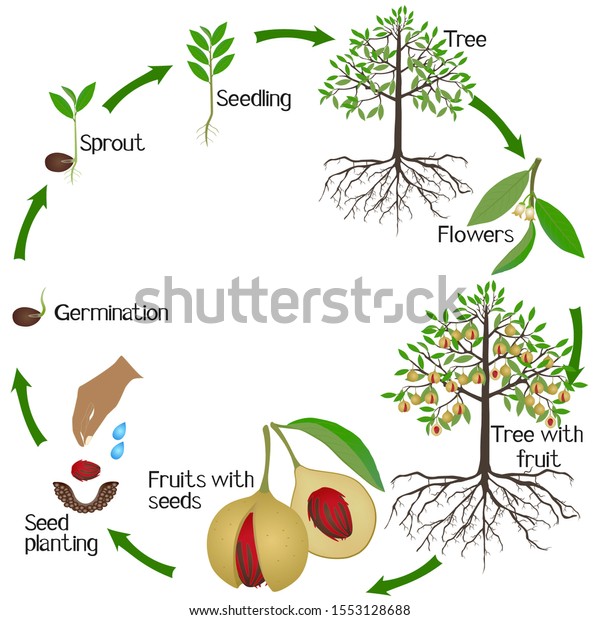 Growth Cycle Nutmeg Plant On White Stock Vector (Royalty Free ...