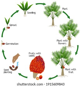 A growth cycle of oil palm tree on a white background