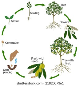 Un ciclo de crecimiento de un olivo sobre un fondo blanco.