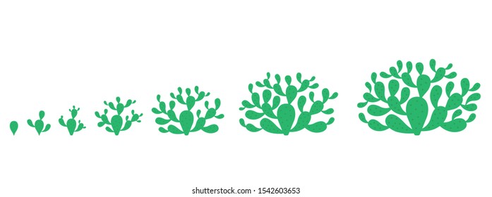 The Growth Cycle of opuntia cactus plant. Prickly pear phases set. Nopal ripening period. The life stages development. Indian opuntia ficus-indica growing. Vector Infographic illustration.