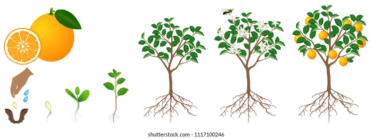 The growth cycle of an orange plant is isolated on a white background.