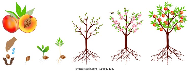 A growth cycle of a peach plant is isolated on a white background.