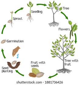 A growth cycle of pecan nut plant on a white background.