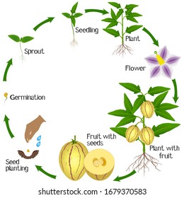 Growth Cycle Pepino Melon On White Stock Vector (Royalty Free ...