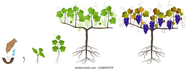 Growth cycle of a plant of grapes from seeds on a white background.