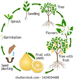 A growth cycle of a pomelo tree on a white background.