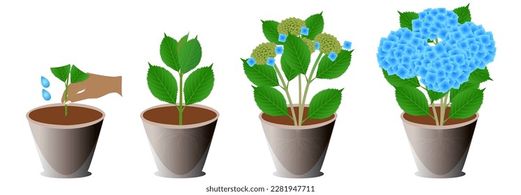 Growth cycle of a potted blue hydrangea on a white background.