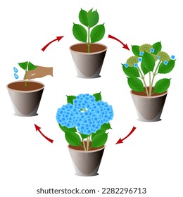 Ein Wachstumszyklus von getöpftem blauen Hydrangea auf weißem Hintergrund.