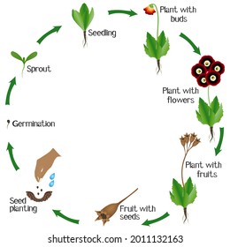 Un ciclo de crecimiento de una fórmula aurícula floral sobre un blanco.