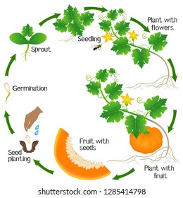 A growth cycle of a pumpkin plant on a white background.