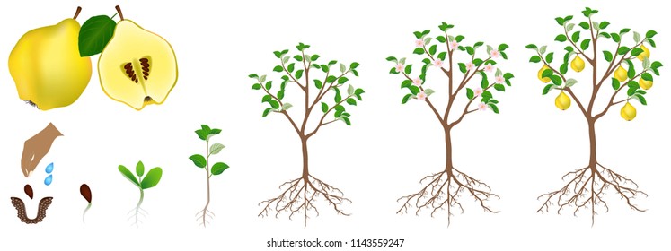 A growth cycle of a quince plant is isolated on a white background.