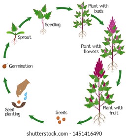 A growth cycle of a quinoa plant on a white background.