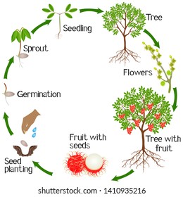 Growth Cycle Horse Chestnut Plant On Stock Vector (Royalty Free) 1562128282