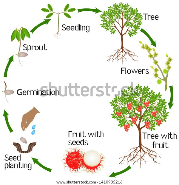 Growth Cycle Rambutan Tree On White Stock Vector (Royalty Free ...