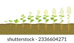 Growth cycle of rapeseed in soil. Phases of development of root system of plants. Vector illustration of growing seedlings.