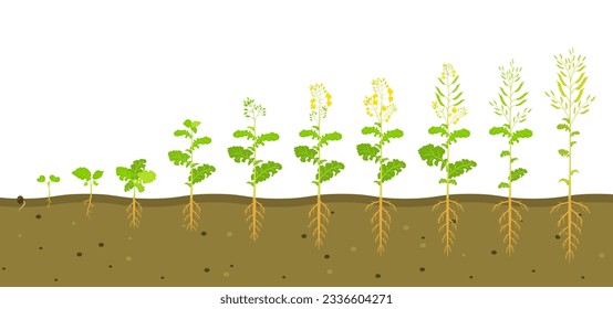 Growth cycle of rapeseed in soil. Phases of development of root system of plants. Vector illustration of growing seedlings.