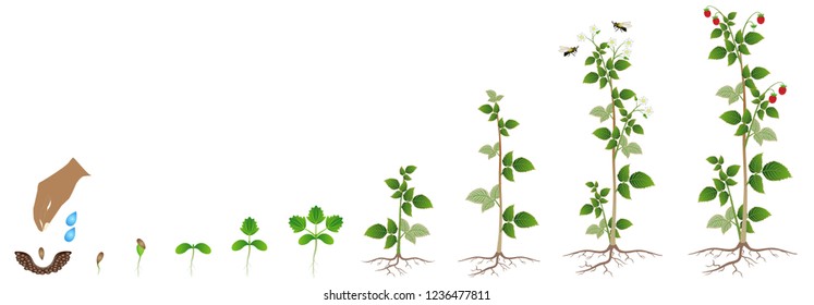 The growth cycle of raspberry seed on a white background.