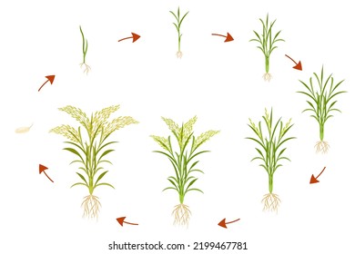 Growth cycle of rice is circular. Infographics of growing cereal plants. Vector illustration of development of change before harvest