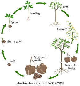 Un ciclo de crecimiento del árbol de caucho Hevea brasiliensis planta sobre un fondo blanco.