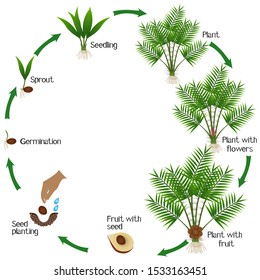 A Growth Cycle Of Salak Or Snake Fruit (Salacca Zalacca) Plant On A White Background.