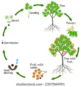 A growth cycle of sapindus soap tree on a white.