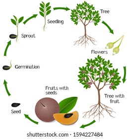 Growth Cycle Sapote Fruit Plant On Stock Vector (Royalty Free ...