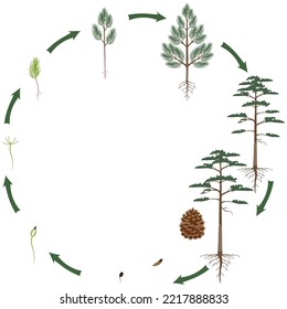 A growth cycle of scots pine tree on a white background.