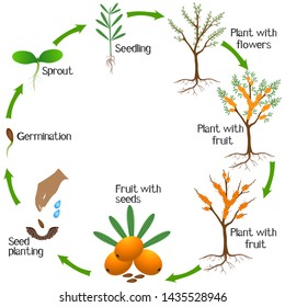 Growth Cycle Sea Buckthorn Plant On Stock Vector (Royalty Free ...