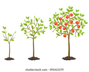 Growth cycle from seedling to fruit tree. Illustration for agricultural booklets, flyers garden.