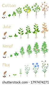 Ciclo de crecimiento de las plantas hiladoras.