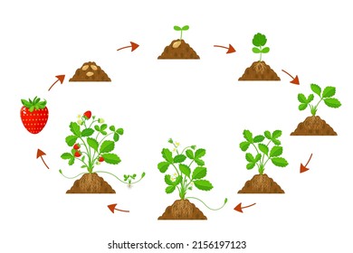 Growth cycle strawberries in agriculture. Infographic of development cycle strawberries.