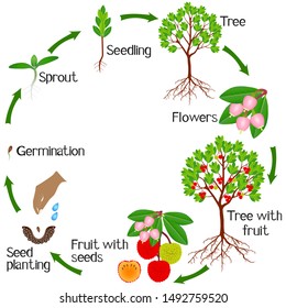 Growth Cycle Strawberry Arbutus Plant On Stock Vector (Royalty Free ...