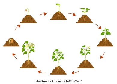 Ciclo de crecimiento de granos de cadena. Infografía de desarrollo de Legume.