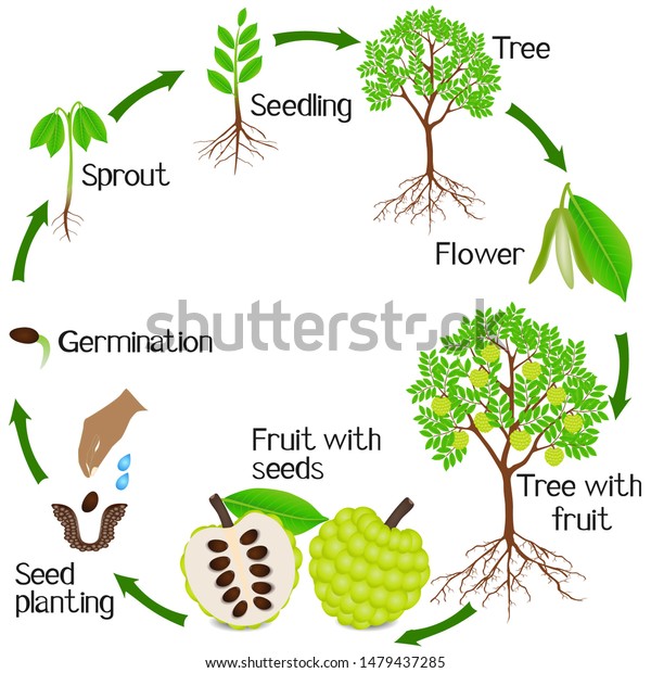 Growth Cycle Sugar Apple Plant On Stock Vector (Royalty Free) 1479437285