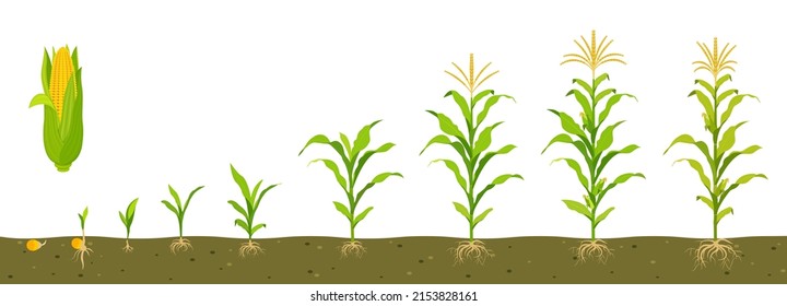 Growth cycle of sweet corn in soil with development of root system.