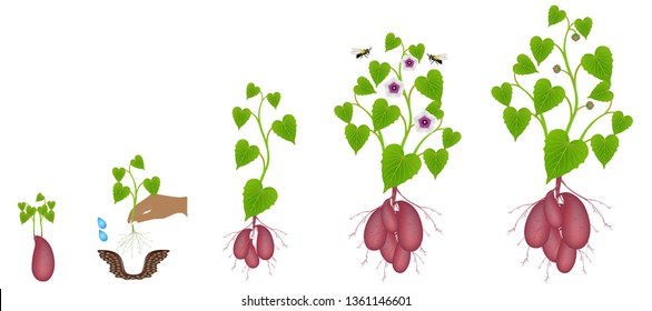 Growth cycle of sweet potato plants on a white background.