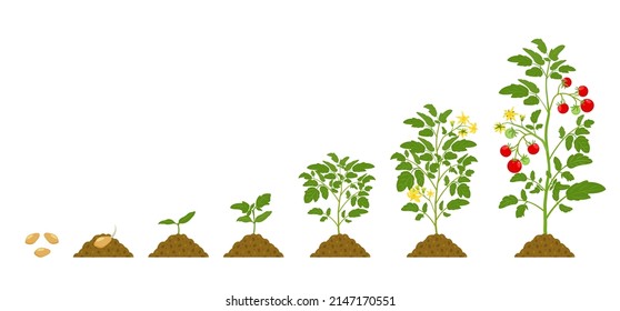 Growth cycle of tomatoes in the soil on white background. Stages of development of vegetables.