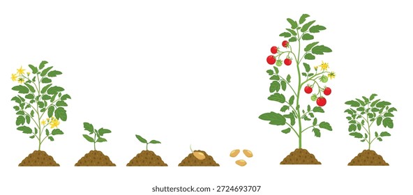 growth cycle of tomatoes in the soil on white background