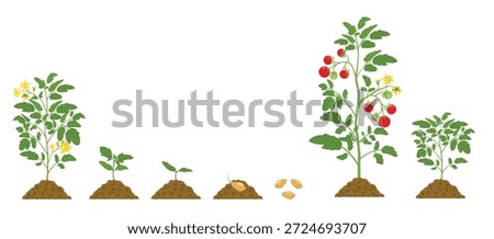 growth cycle of tomatoes in the soil on white background