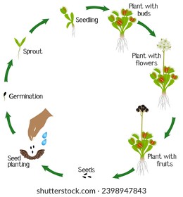 A growth cycle of venus flytrap plant on a white background.
