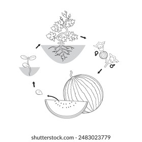 The growth cycle of watermelons.