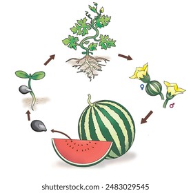 The growth cycle of watermelons tree.