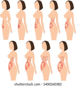 Growth and development of the fetus during pregnancy. Illustration for infographics. Medical poster.
