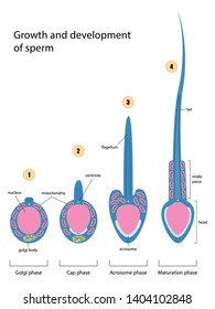 Growth and development of sperm, Structure spermatozoa, vector illustration eps10