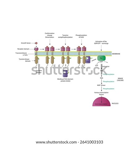 Growth Factor Signaling via Ras, Raf, MEK, ERK MAP Kinase Pathway: Membrane-Initiated Signal Transduction Cascade