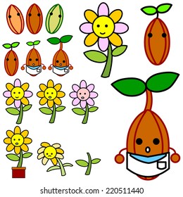The growth of the flowers from the stems, seeds and flower petals.